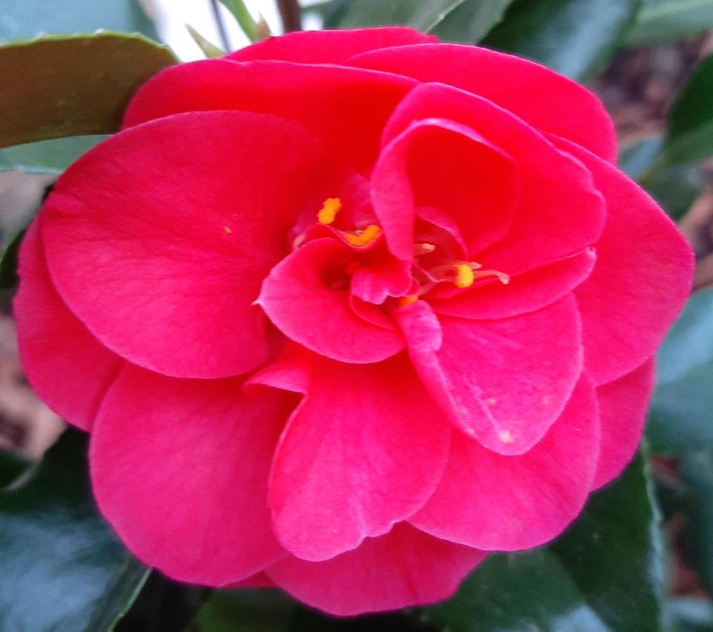 Maison Longere Les Camelias * Vinneuf
